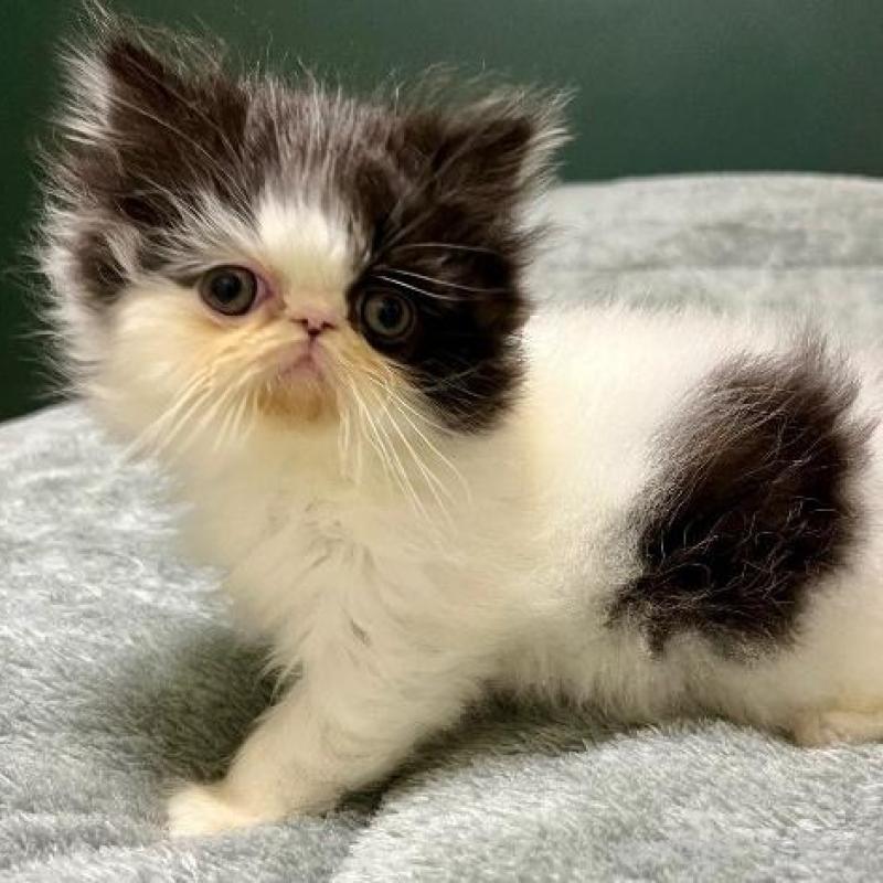 販売中の北海道のエキゾチックロングヘア-130073