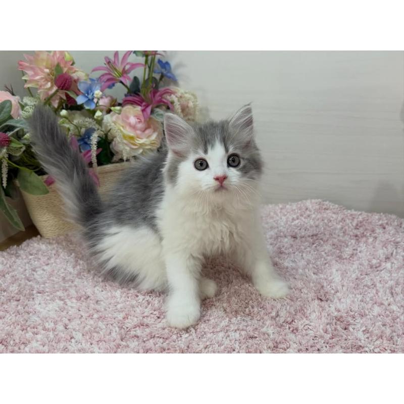 販売中の東京都のラガマフィン-130074の3枚目