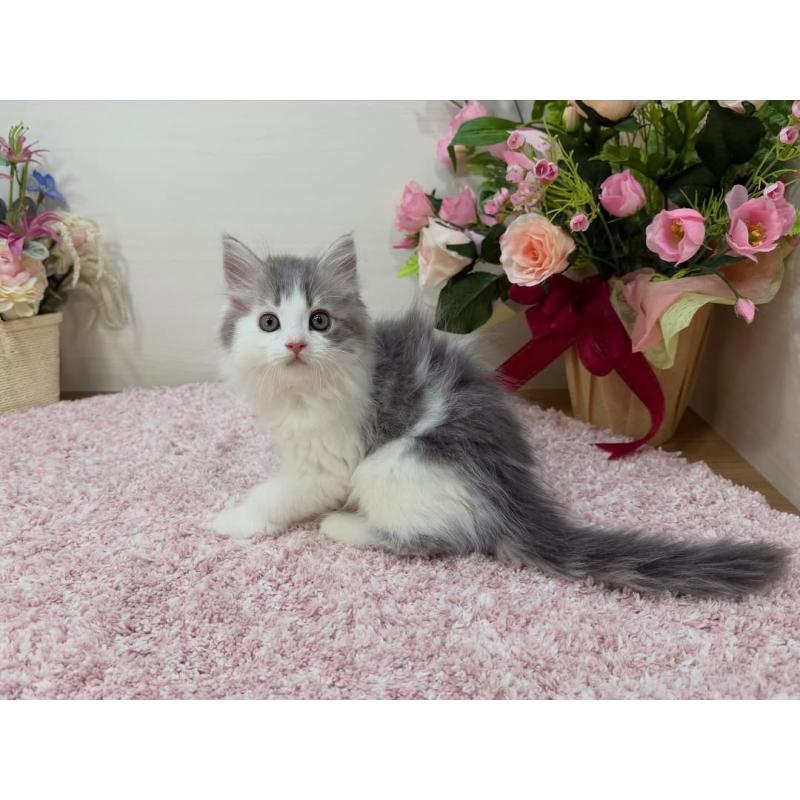 販売中の東京都のラガマフィン-130074の4枚目