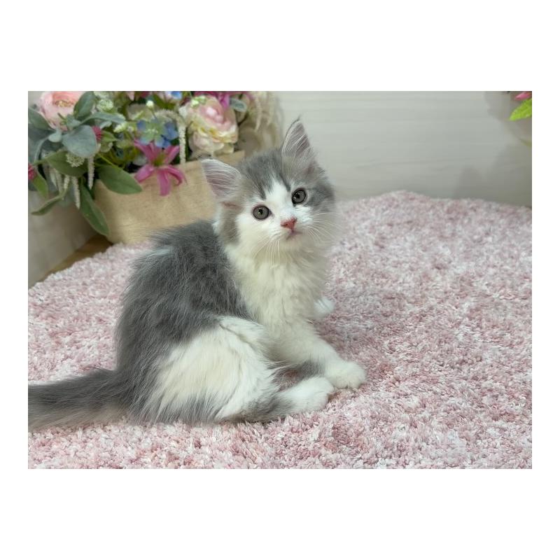 販売中の東京都のラガマフィン-130074の2枚目