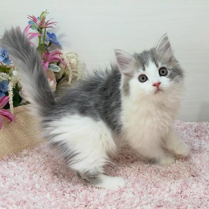 販売中の東京都のラガマフィン-130074