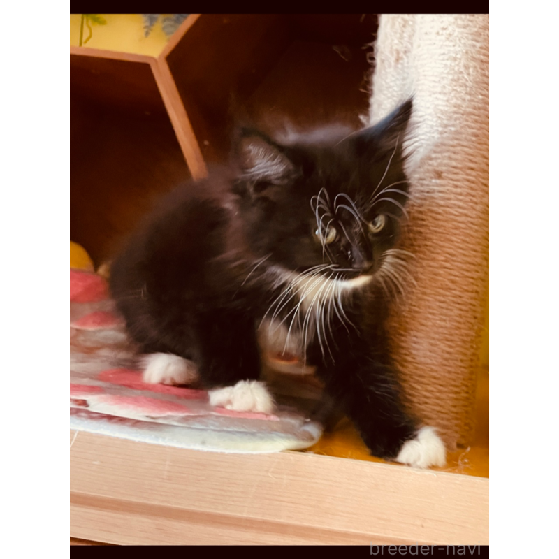 成約済の京都府のメインクーン-128964の4枚目