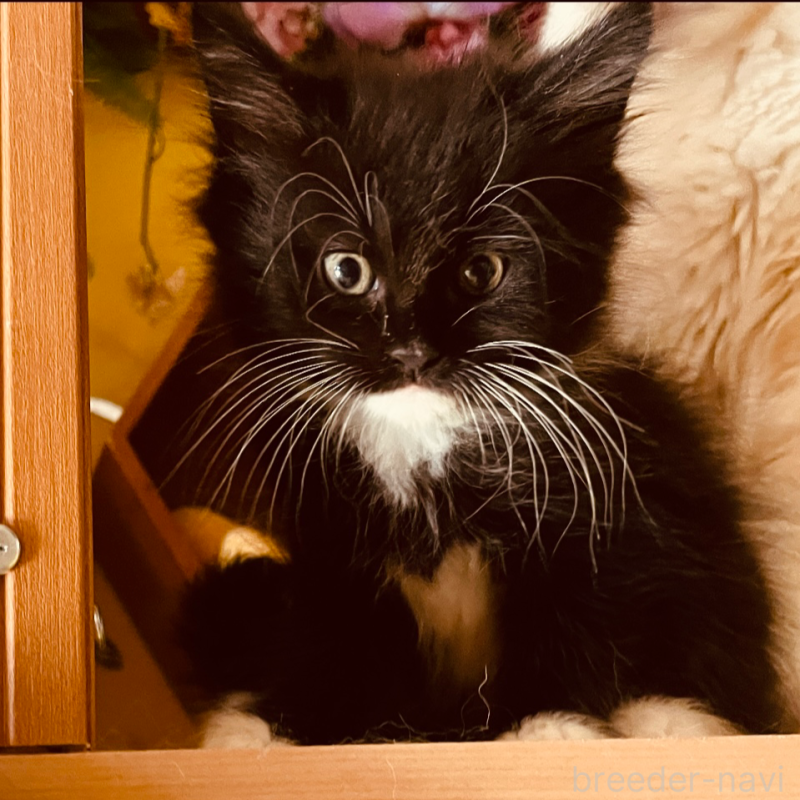 販売中の京都府のメインクーン-128964