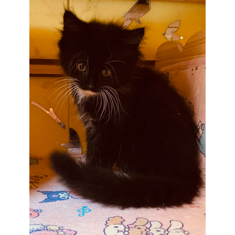 成約済の京都府のメインクーン-128964の3枚目