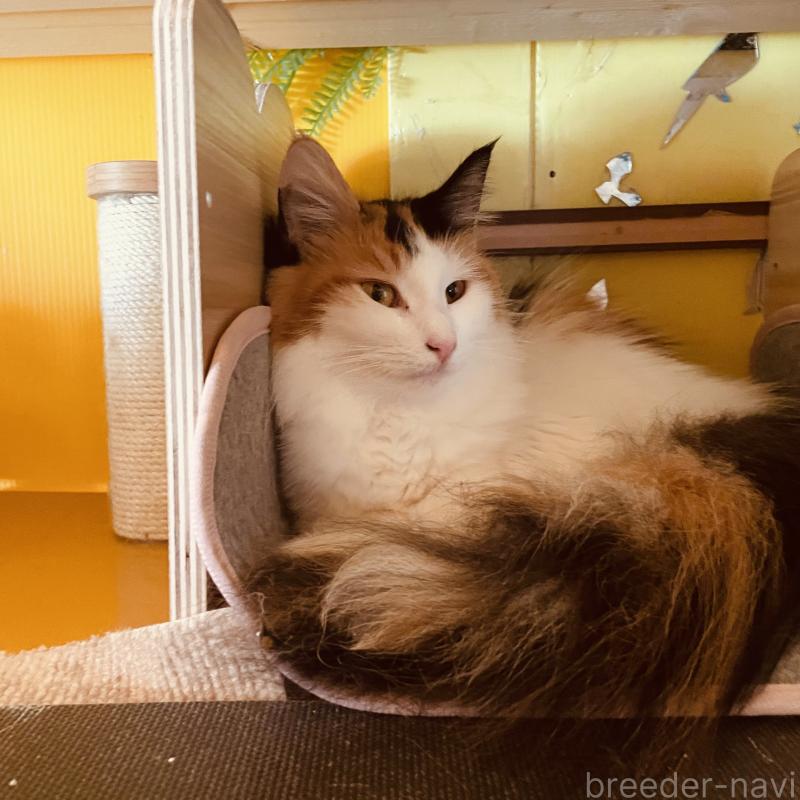 販売中の京都府のメインクーン-118776