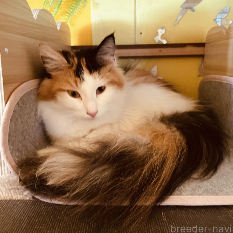 販売中の京都府のメインクーン-118776の2枚目