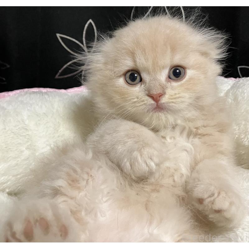 販売中の三重県のスコティッシュフォールド(折れ耳)-128977