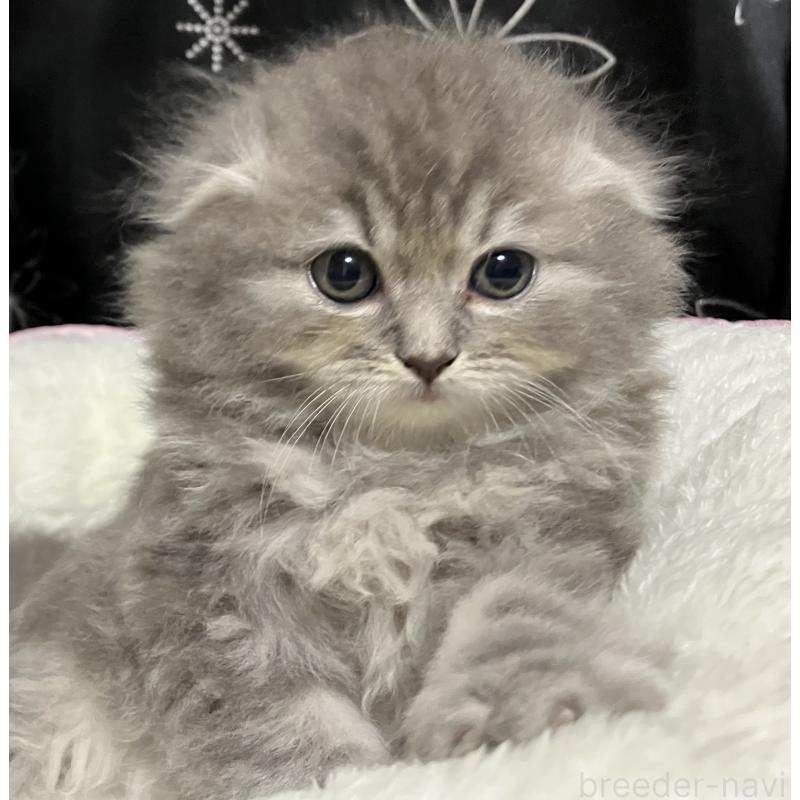 販売中の三重県のスコティッシュフォールド(折れ耳)-128974