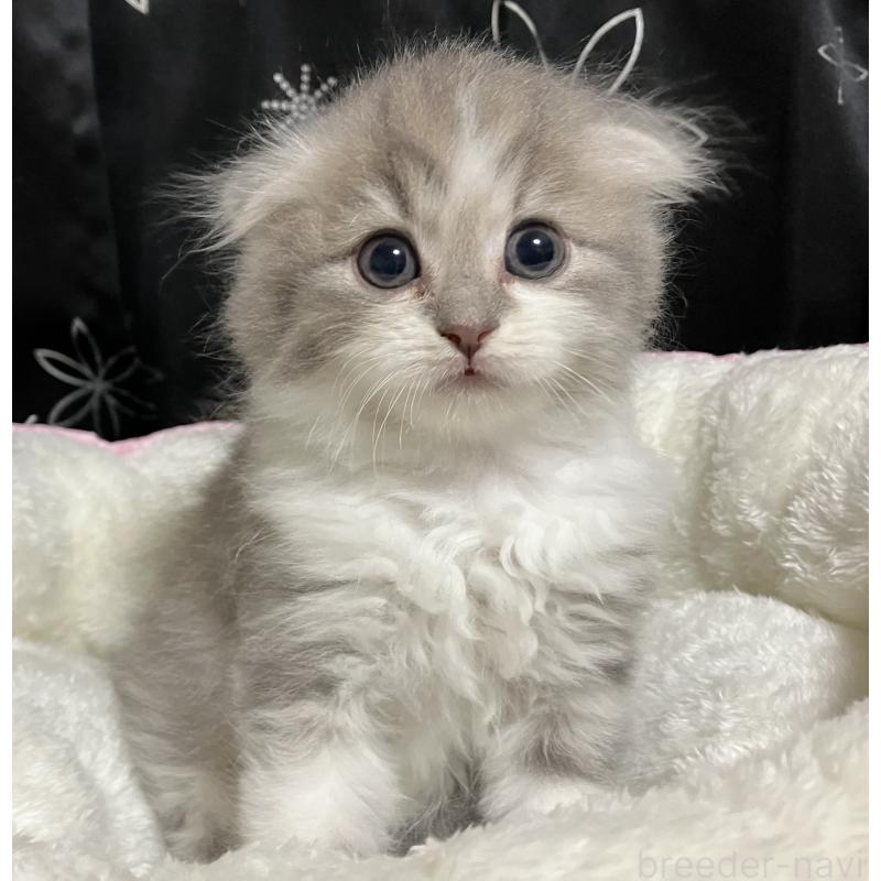 商談中の三重県のスコティッシュフォールド-128979