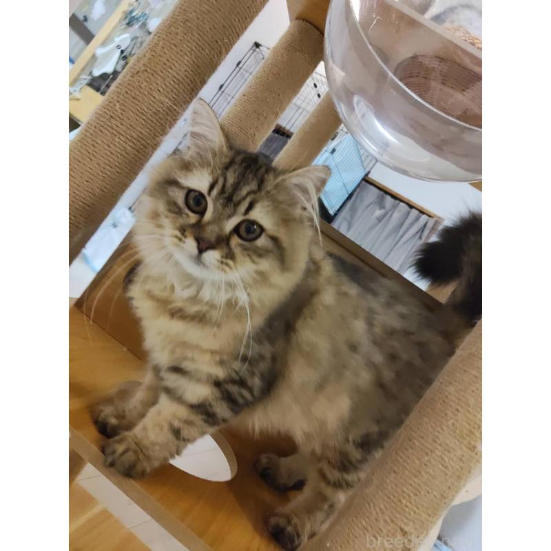 販売中の熊本県のラガマフィン-130076の4枚目