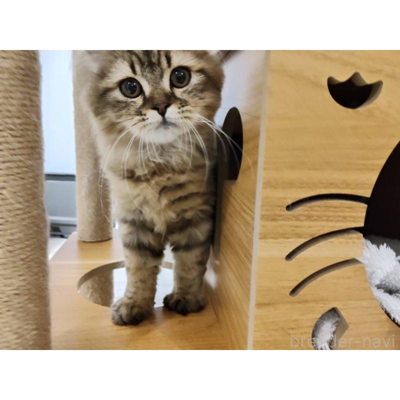 販売中の熊本県のラガマフィン-130076の3枚目