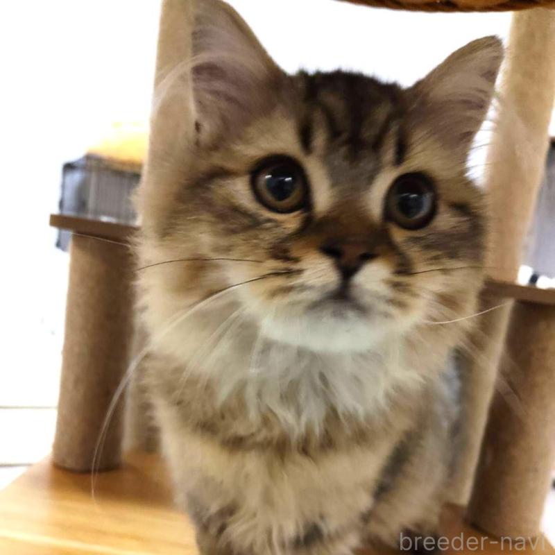 販売中の熊本県のラガマフィン-130076