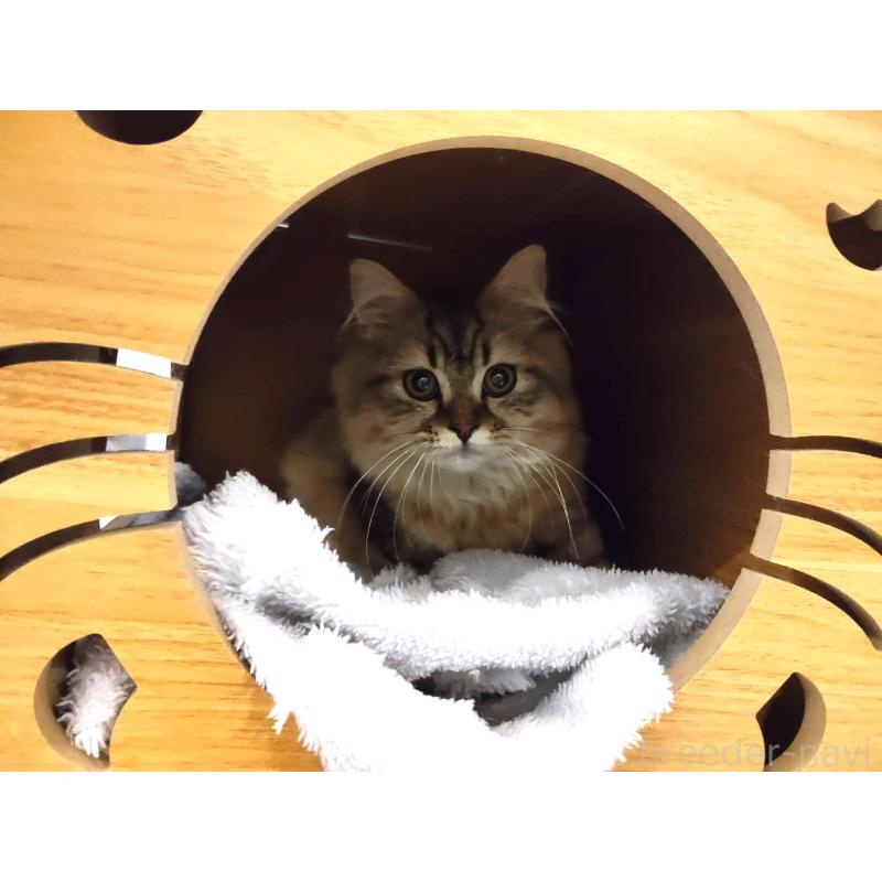 販売中の熊本県のラガマフィン-130076の2枚目