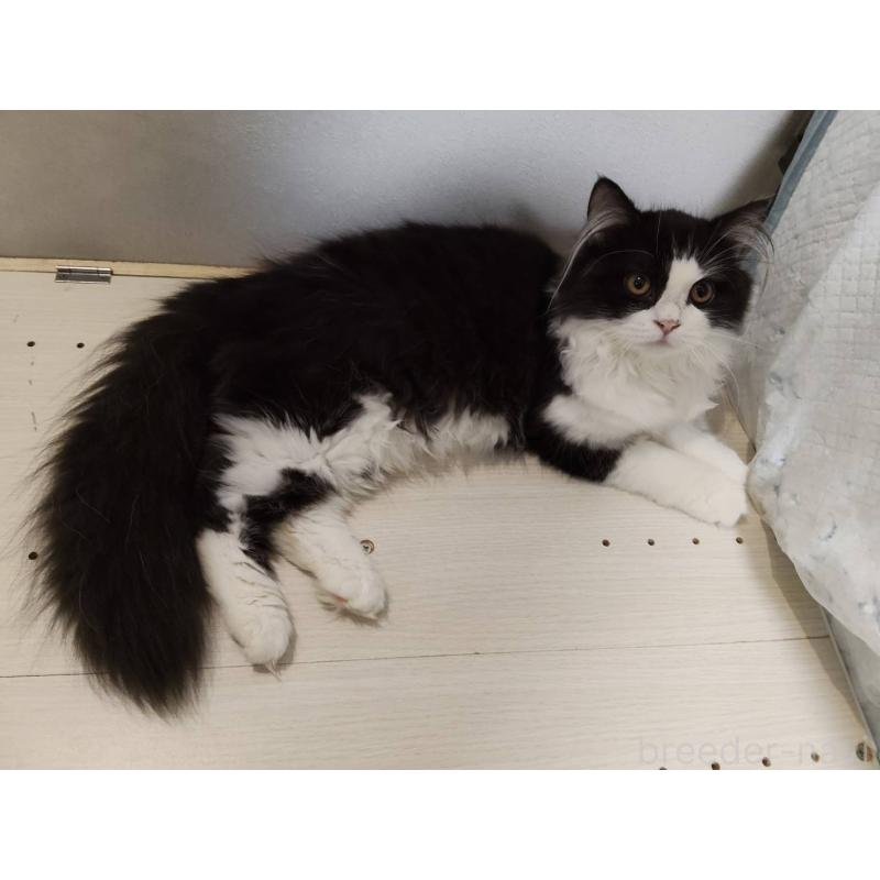 販売中の熊本県のラガマフィン-130077の5枚目