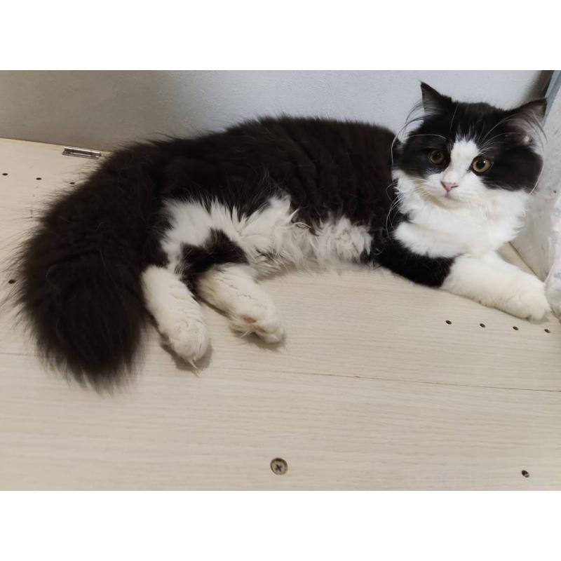 販売中の熊本県のラガマフィン-130077の4枚目