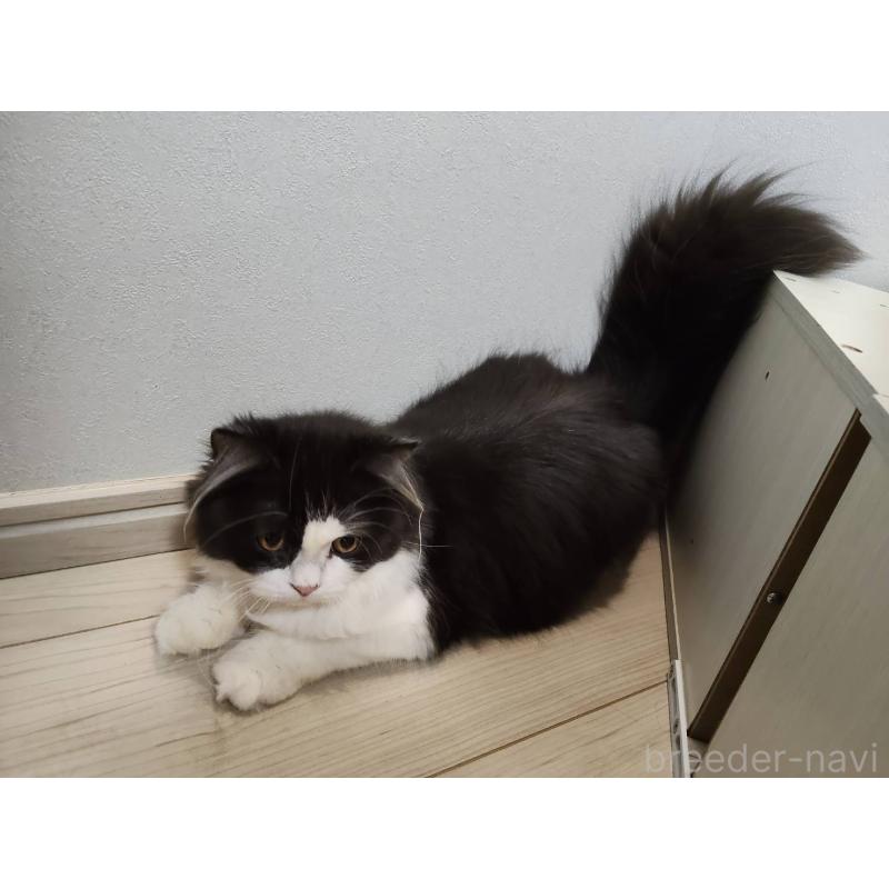 販売中の熊本県のラガマフィン-130077の3枚目