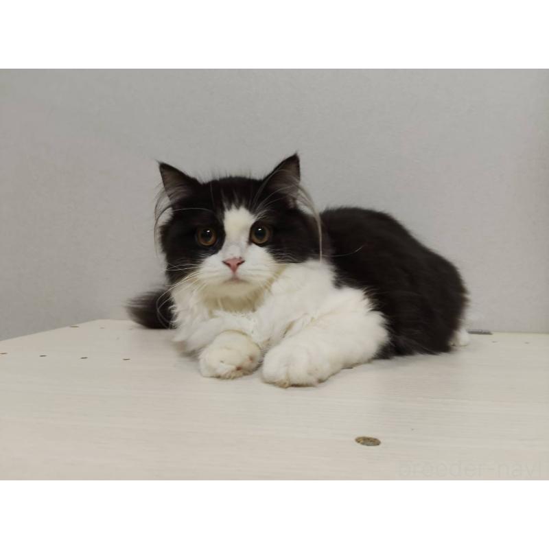 販売中の熊本県のラガマフィン-130077の2枚目