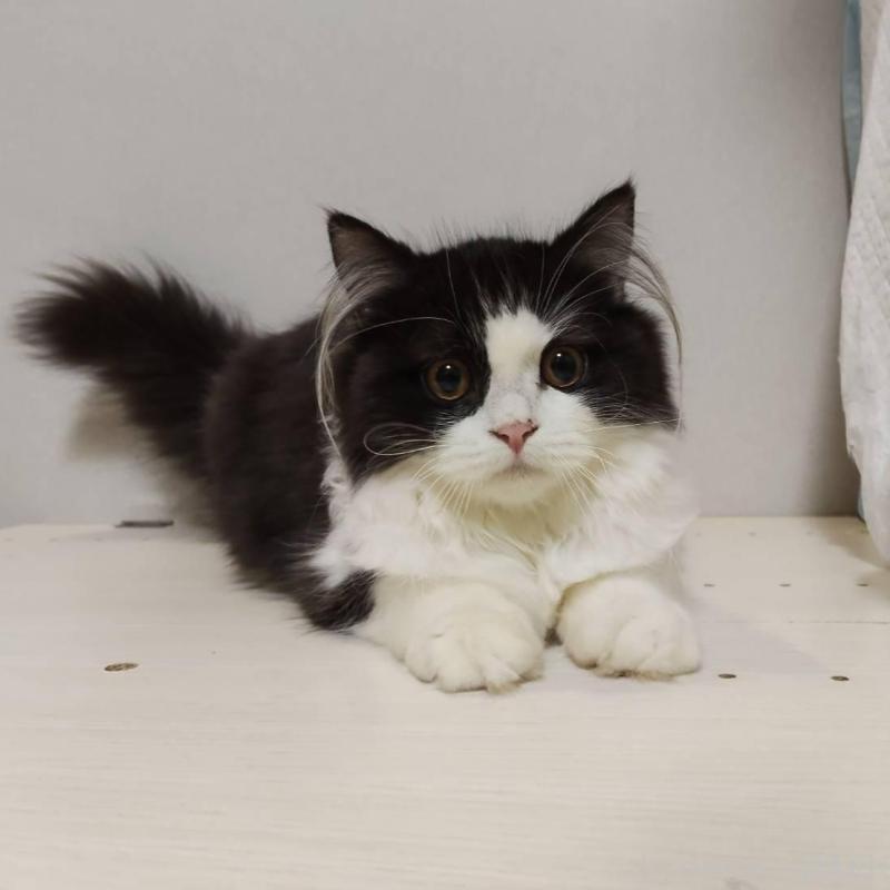 販売中の熊本県のラガマフィン-130077