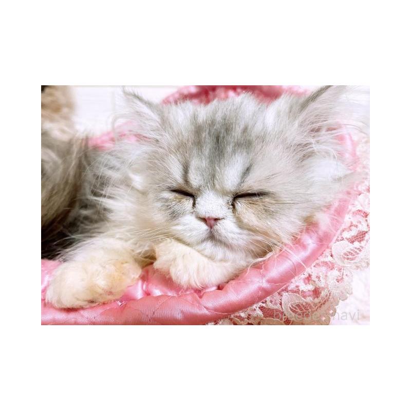 販売中の大阪府のエキゾチックロングヘア-130078の4枚目