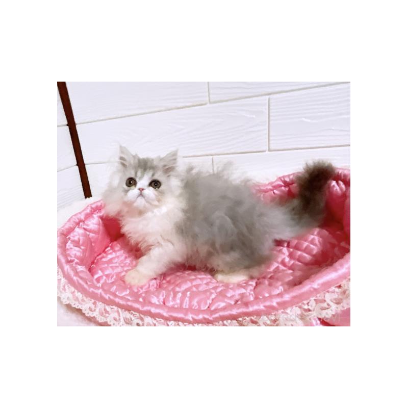 販売中の大阪府のエキゾチックロングヘア-130078の3枚目