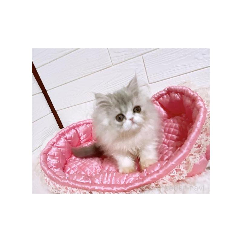 販売中の大阪府のエキゾチックロングヘア-130078の2枚目