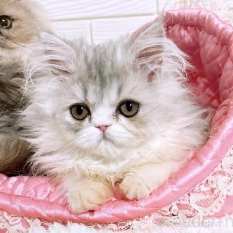 販売中の大阪府のエキゾチックロングヘア-130078の1枚目