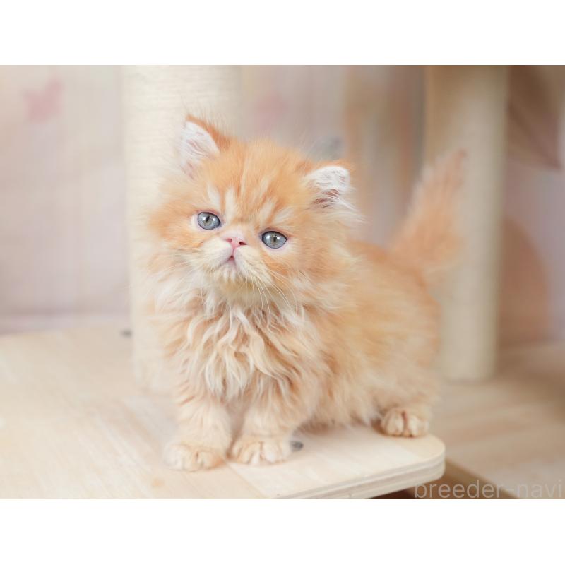 商談中の千葉県のエキゾチックショートヘア-130079の1枚目