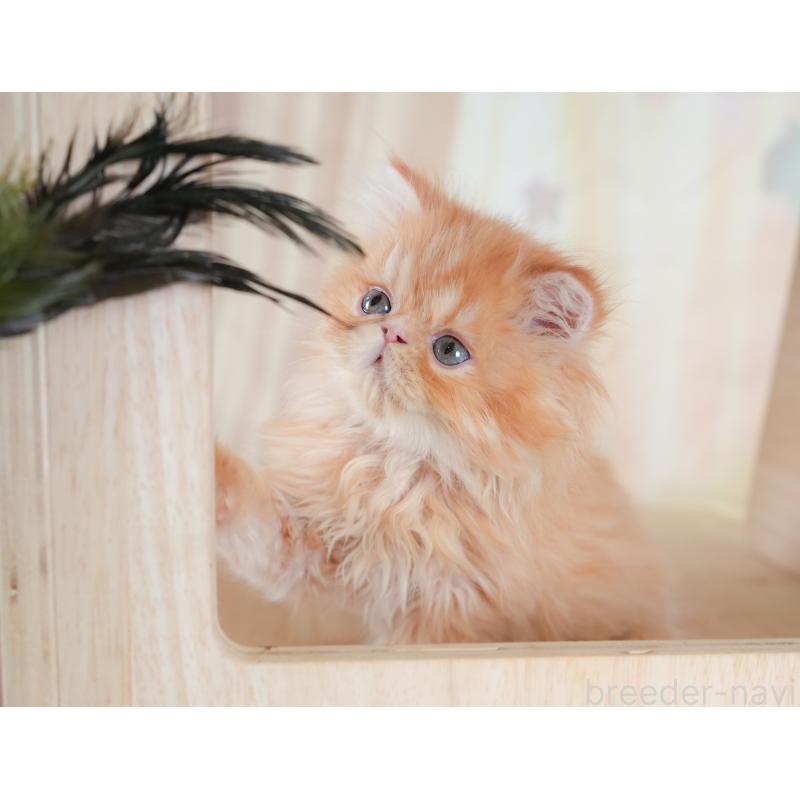 商談中の千葉県のエキゾチックショートヘア-130079の8枚目