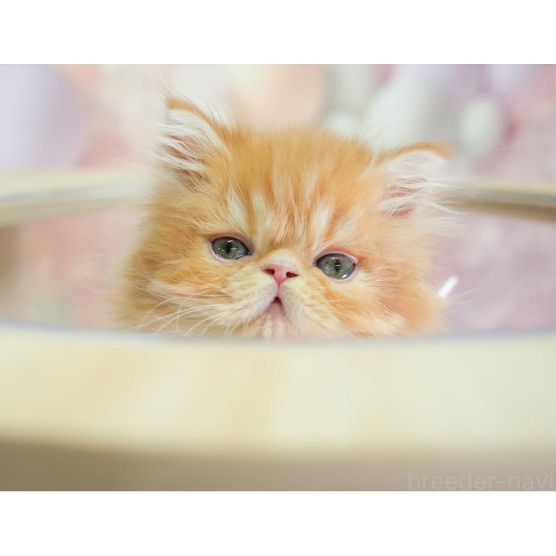 商談中の千葉県のエキゾチックショートヘア-130079の7枚目