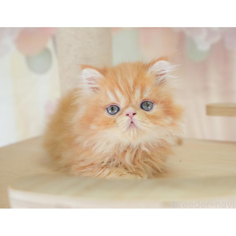 商談中の千葉県のエキゾチックショートヘア-130079の6枚目