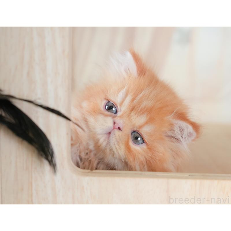 商談中の千葉県のエキゾチックショートヘア-130079の5枚目