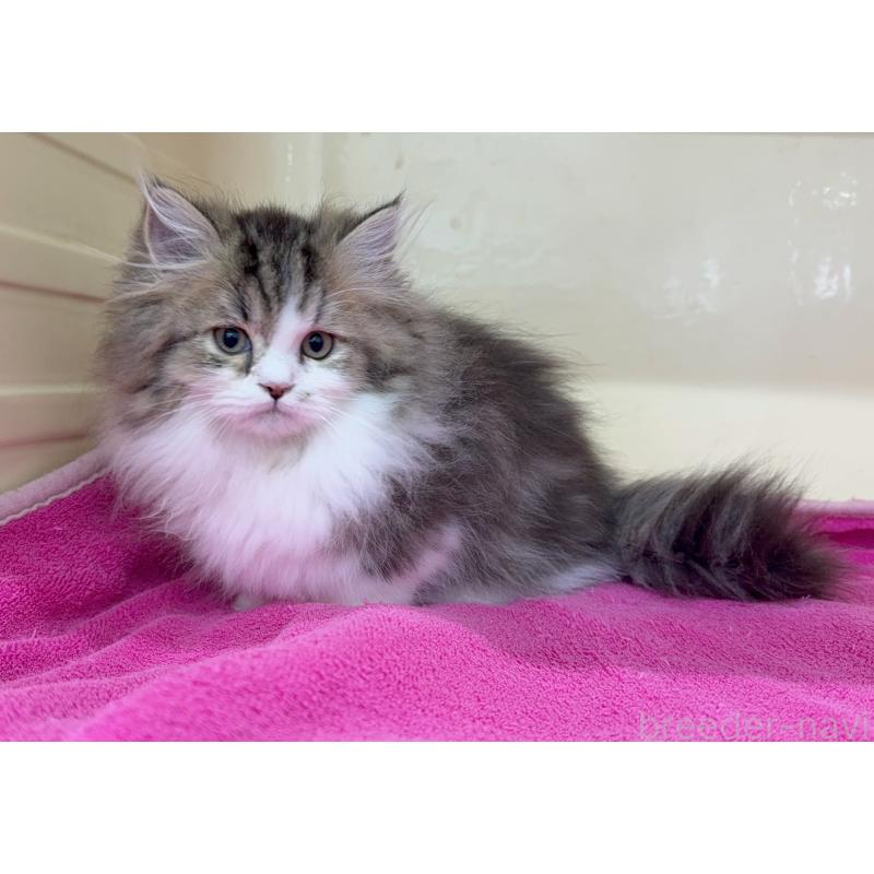 販売中の愛知県のミヌエット(短足)-125419