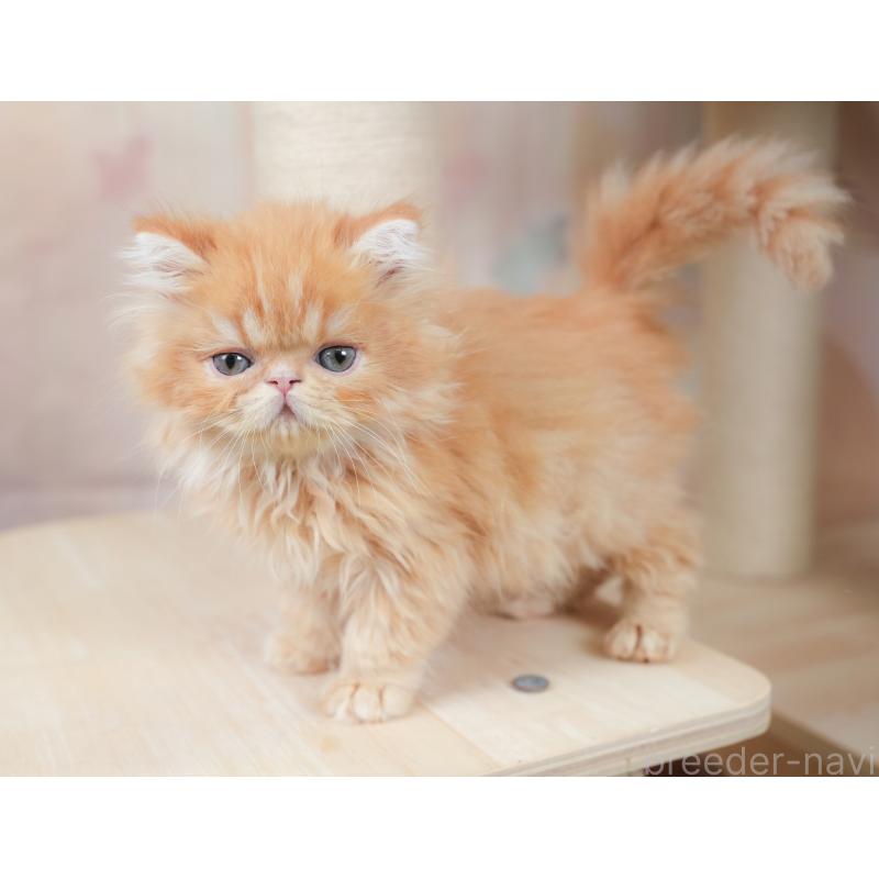 商談中の千葉県のエキゾチックショートヘア-130079の4枚目