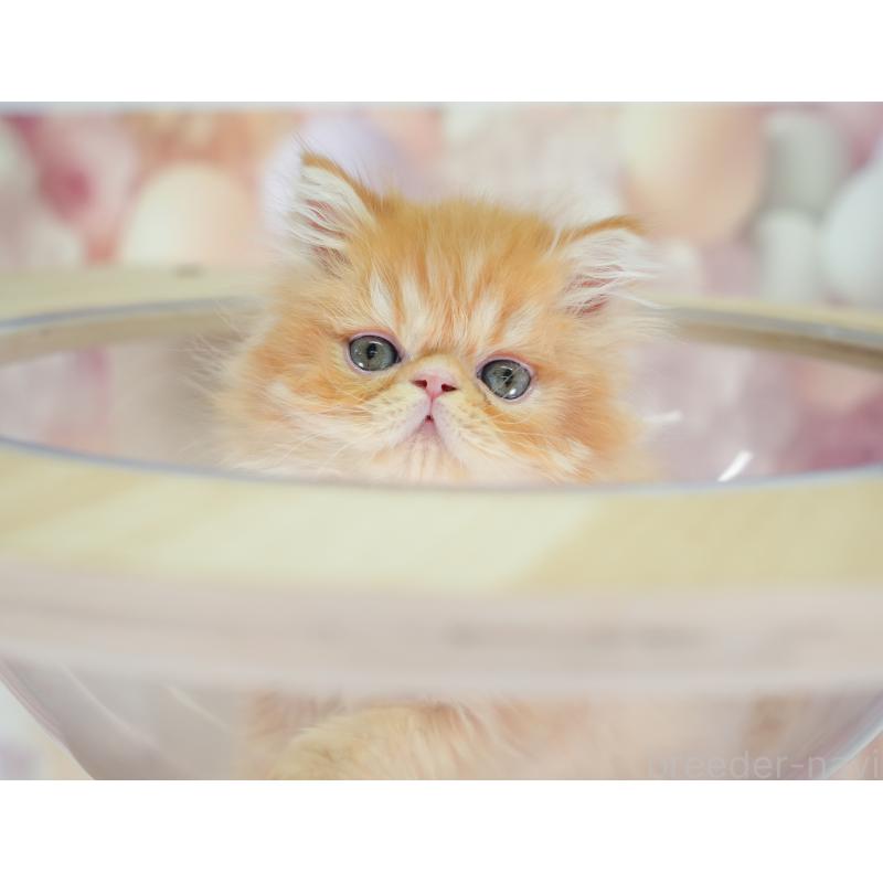 商談中の千葉県のエキゾチックショートヘア-130079の3枚目