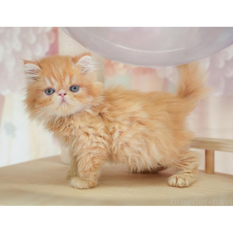 商談中の千葉県のエキゾチックショートヘア-130079の2枚目