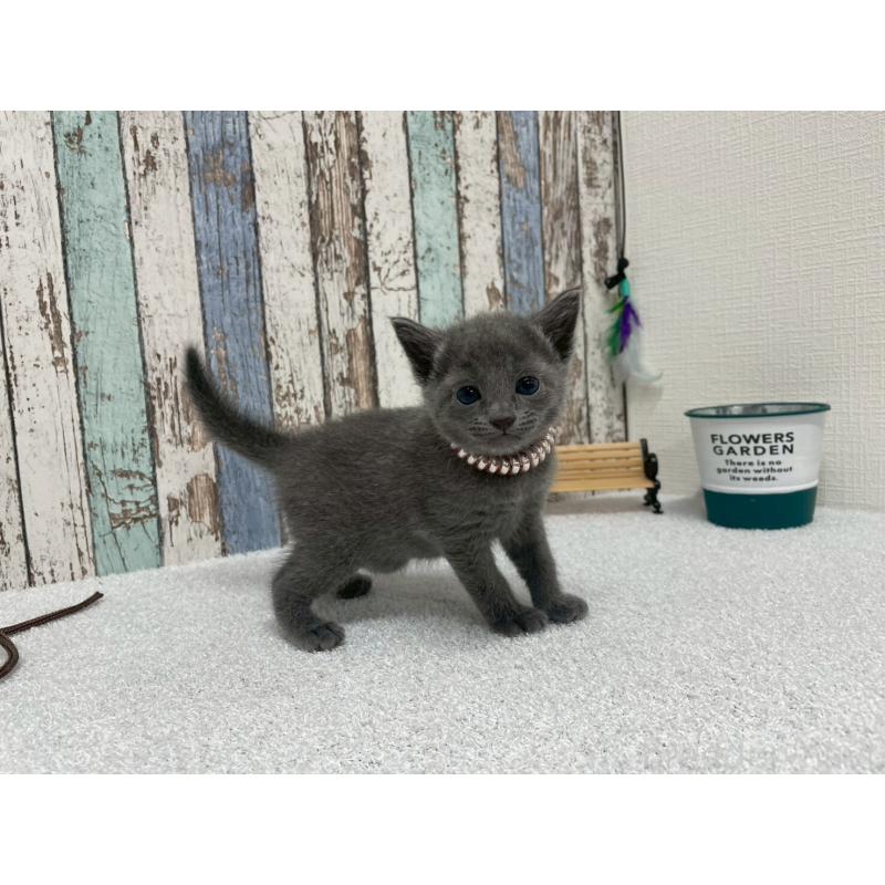 販売中の北海道のロシアンブルー-130080の7枚目