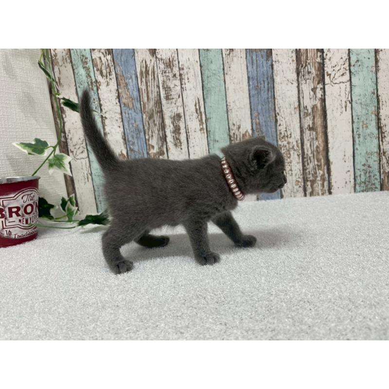 販売中の北海道のロシアンブルー-130080の6枚目