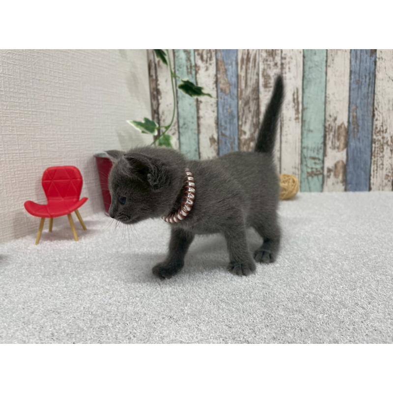 販売中の北海道のロシアンブルー-130080の5枚目