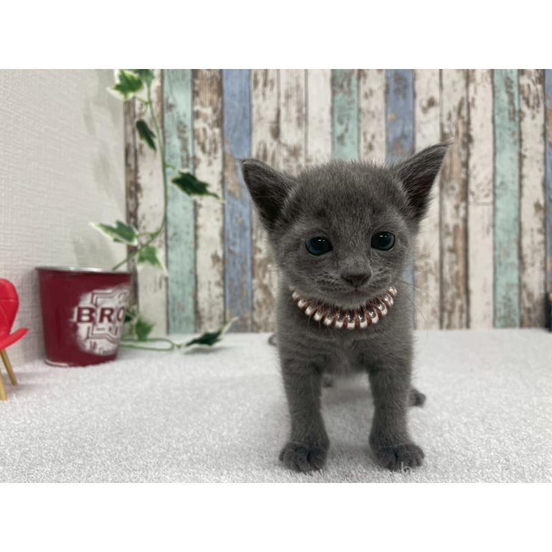 販売中の北海道のロシアンブルー-130080の4枚目