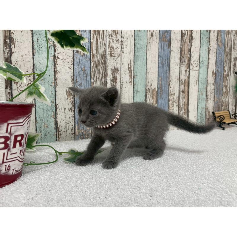 販売中の北海道のロシアンブルー-130080の3枚目