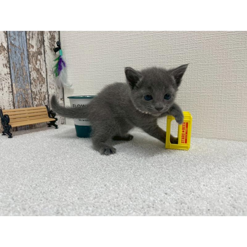 販売中の北海道のロシアンブルー-130080の2枚目