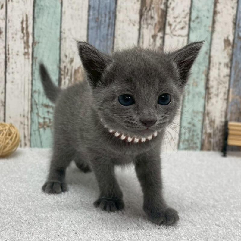 販売中の北海道のロシアンブルー-130080