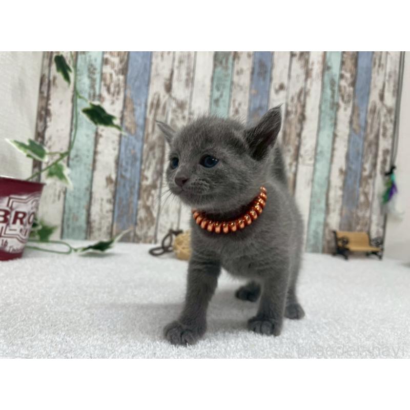 販売中の北海道のロシアンブルー-130081の7枚目