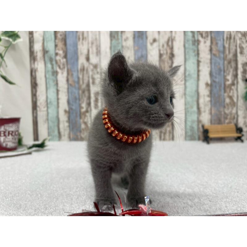 販売中の北海道のロシアンブルー-130081の6枚目