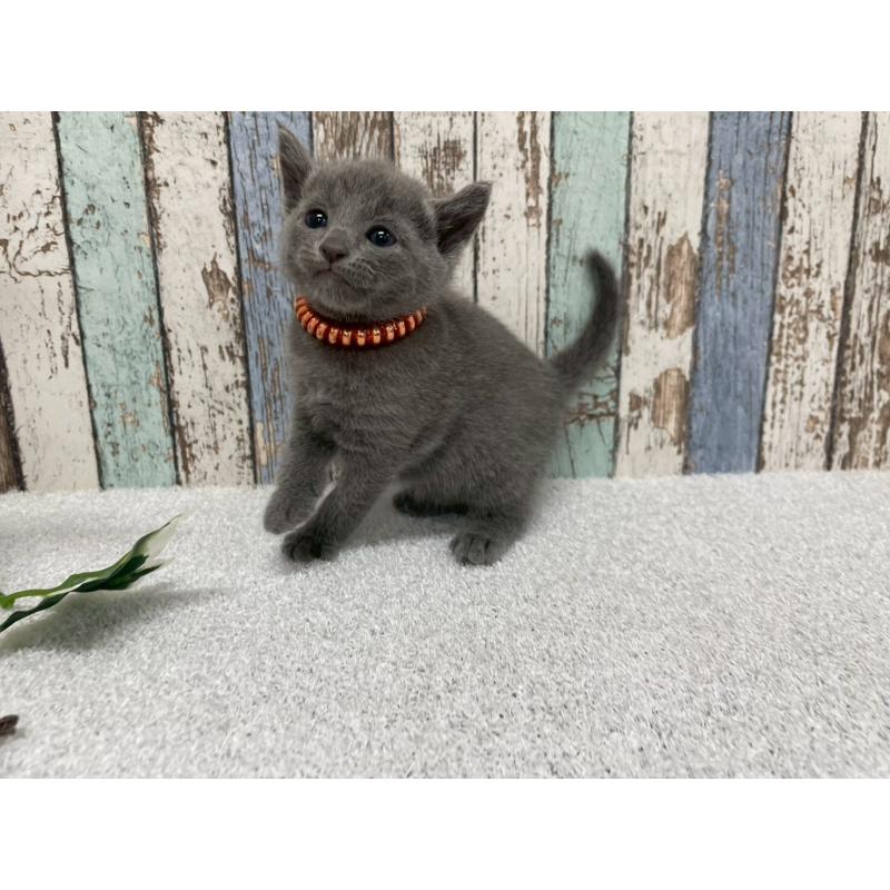 販売中の北海道のロシアンブルー-130081の5枚目