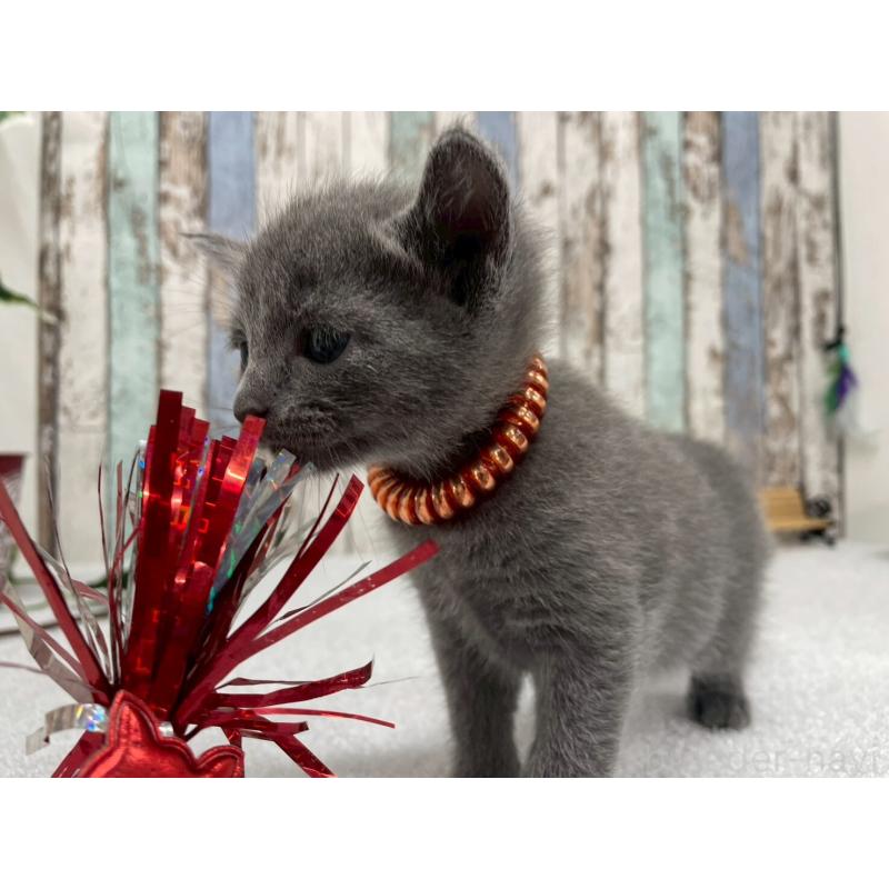 販売中の北海道のロシアンブルー-130081の4枚目