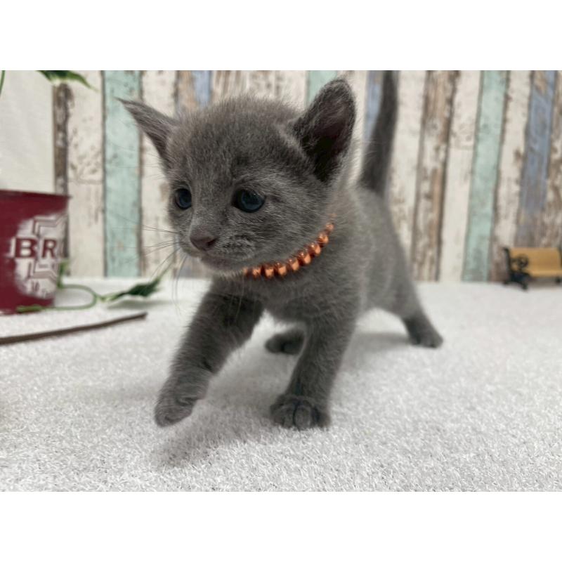 販売中の北海道のロシアンブルー-130081の3枚目