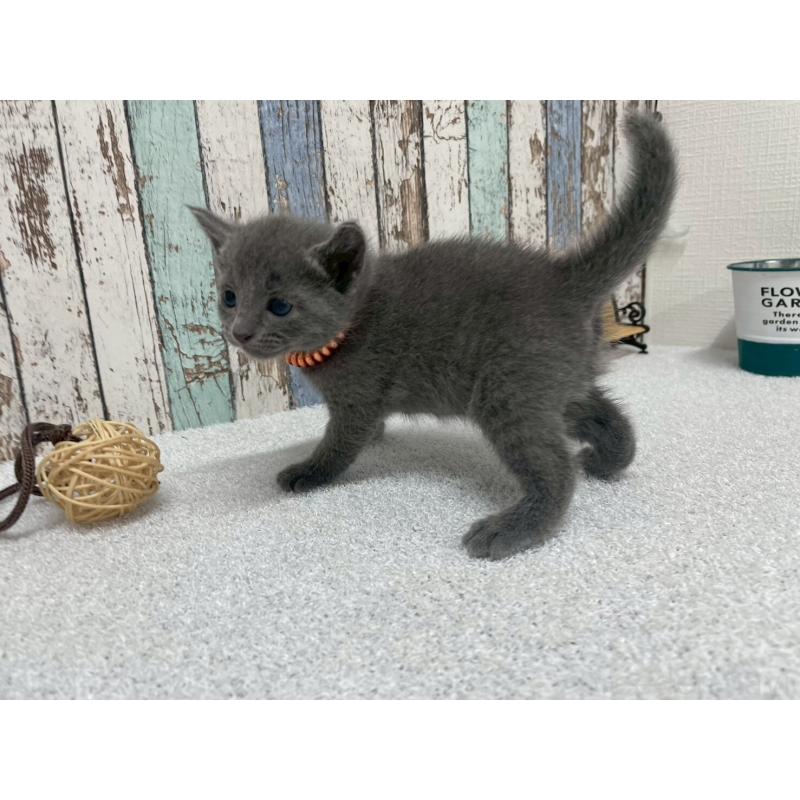 販売中の北海道のロシアンブルー-130081の2枚目