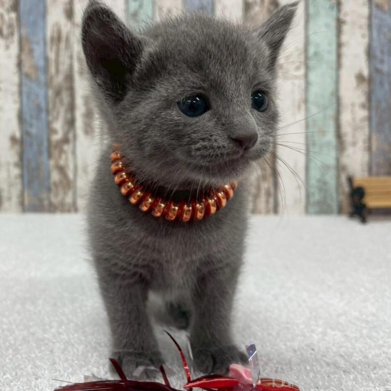 販売中の北海道のロシアンブルー-130081の1枚目