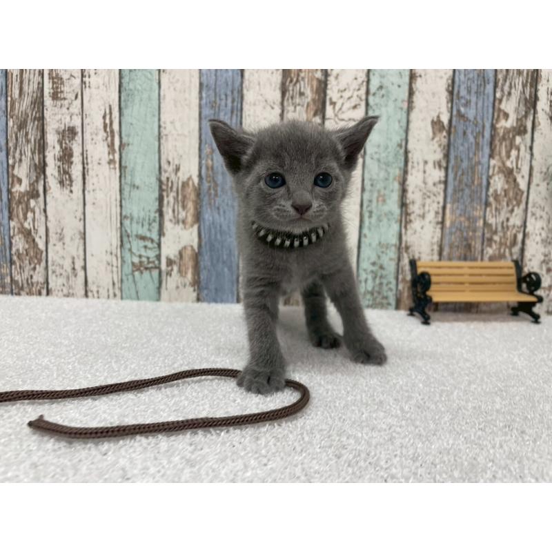 販売中の北海道のロシアンブルー-130082の6枚目